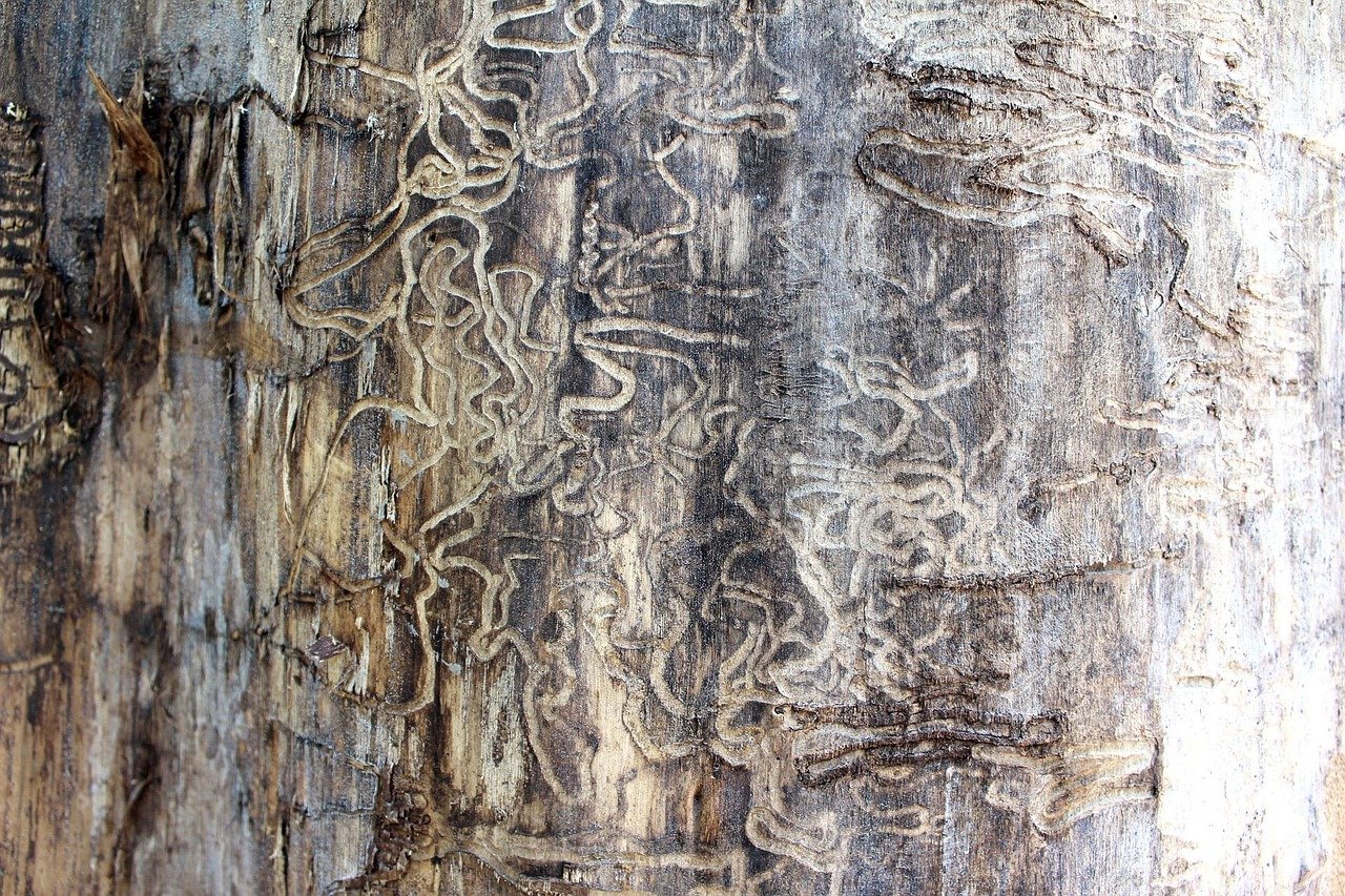 Termite