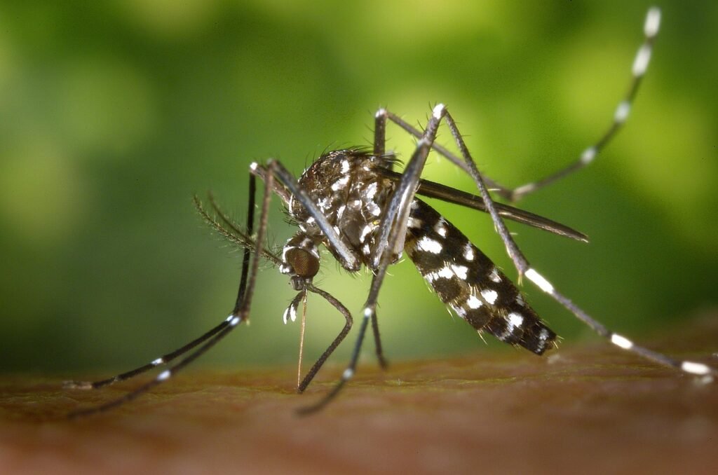 Close-up of mosquito, target of mosquito control treatment
