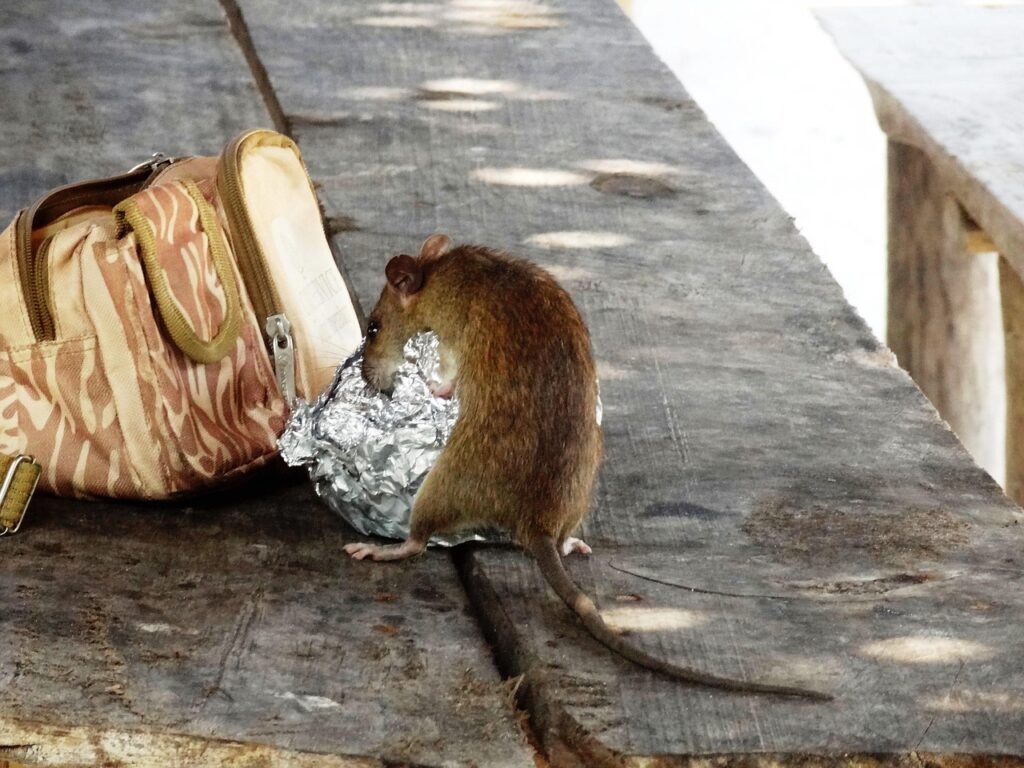 Rat rodent pest in home environment