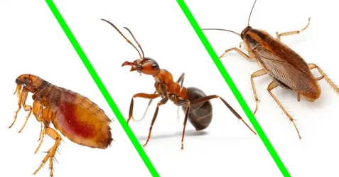 Ants, Roache Fleas and Spiders The Illinois Crawling Insect Control Guide