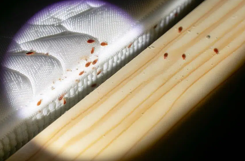 Bed Bug Treatment