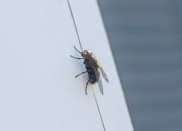 House fly resting on a kitchen counter