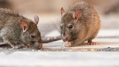 Mice and Rats in Illinois Homes