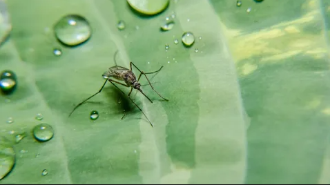 Mosquito Control in Illinois 7 Places Mosquitoes Are Breeding in Your Own Yard
