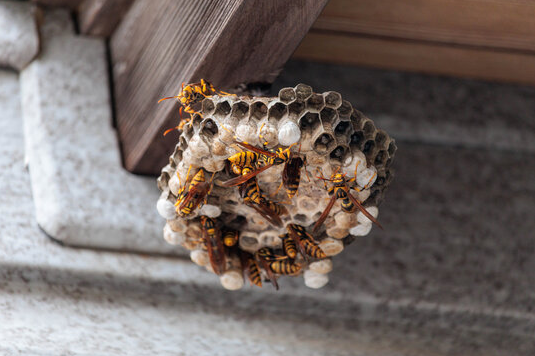 Paper wasp nest built under the eave of a house