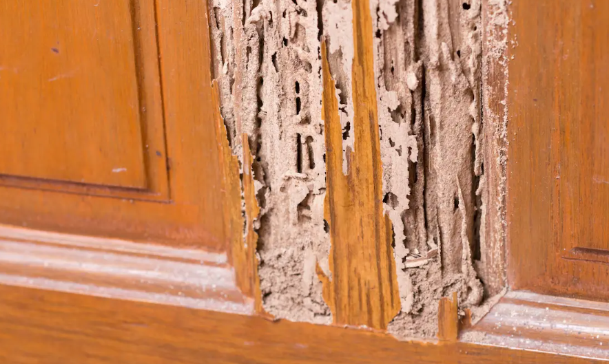 Termite damaged wood showing hollow galleries inside the grain