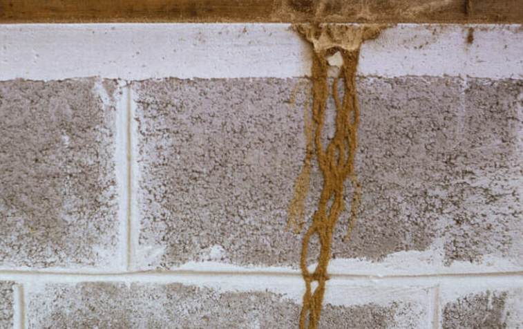 Termite mud tubes on the concrete foundation of a house