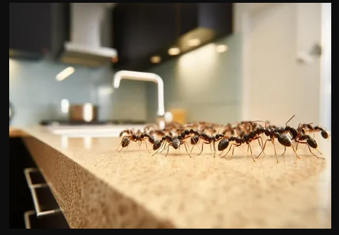 Trail of ants moving along a kitchen counter
