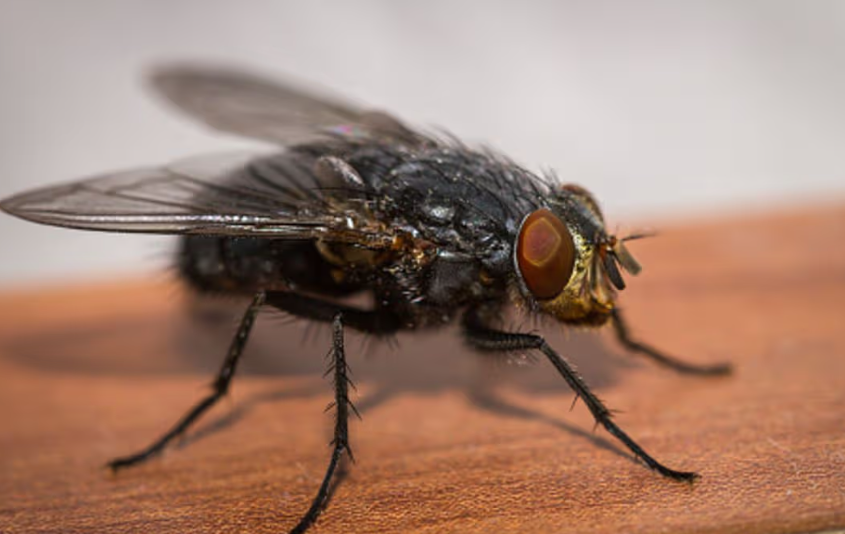 What Your Fly Problem Is Telling You A Quick Guide for Illinois Homes and Kitchens