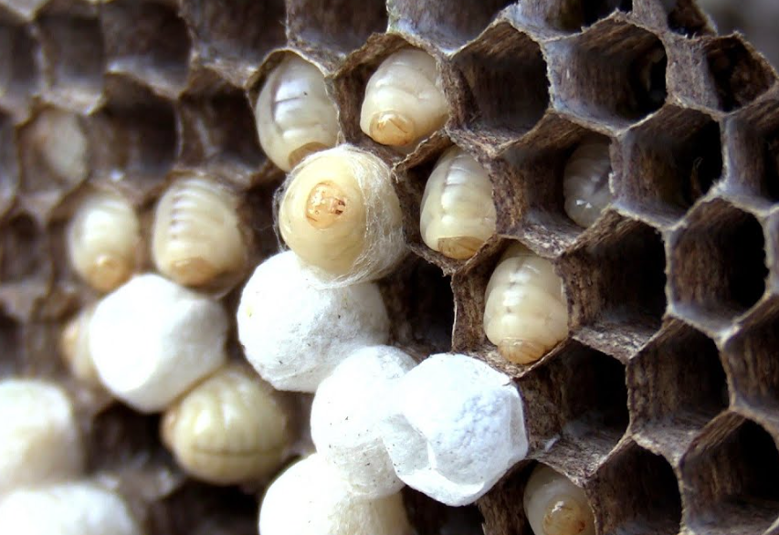 Yellow Jackets Wasps and Hornets in Illinois Safe Nest Removal and When to Call