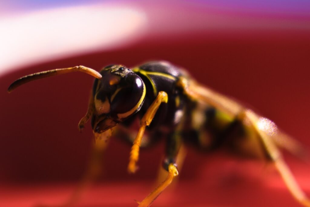 Yellow jacket, target of yellow jacket control service