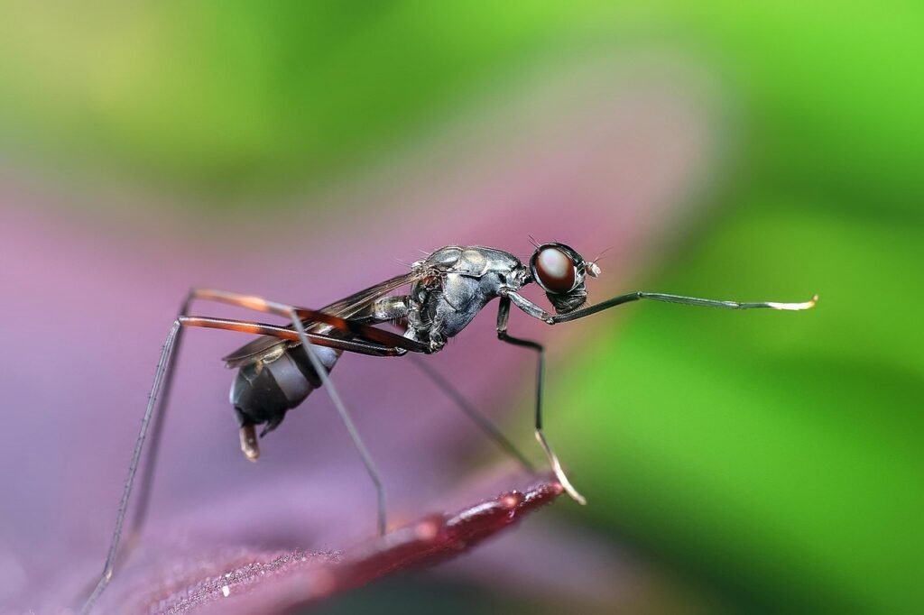 Ant, target of ant removal service