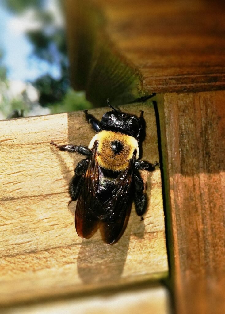Carpenter bee, target of carpenter bee control service