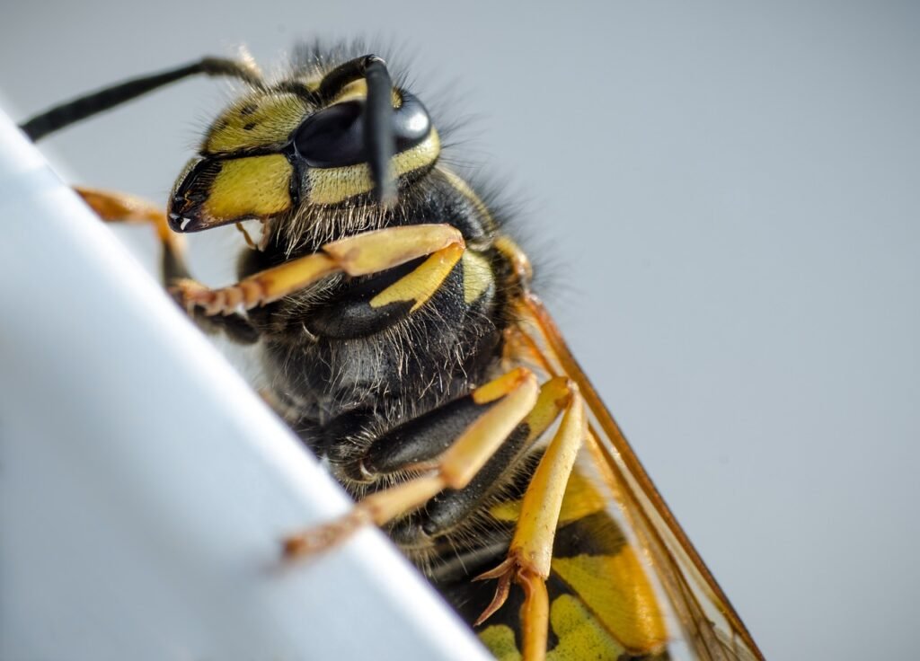 Wasp, target of wasp removal service