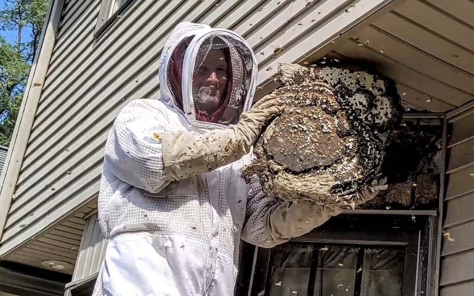  Technician in protective gear removing a wasp nest