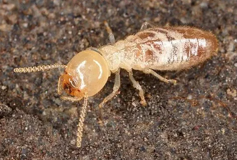 termite warning signs Illinois